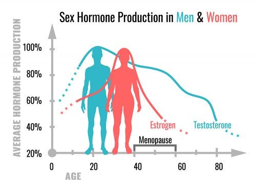 What are the functions of sex hormones
